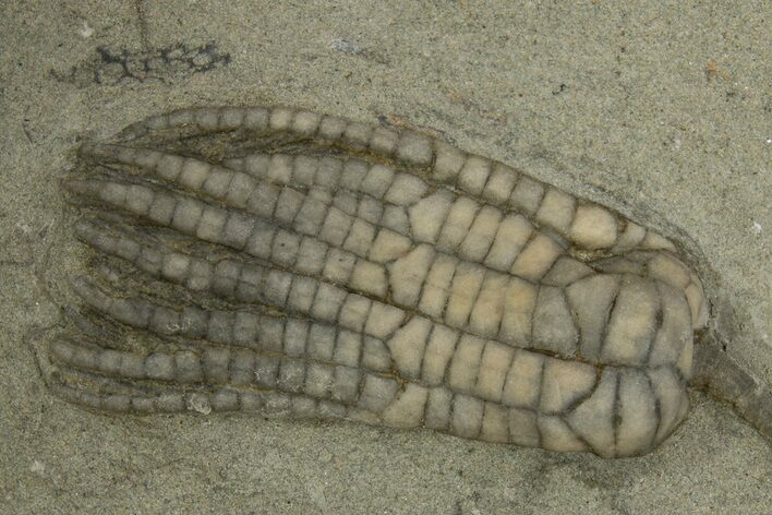 Fossil Crinoid (Sarocrinus) - Crawfordsville, Indiana #310190